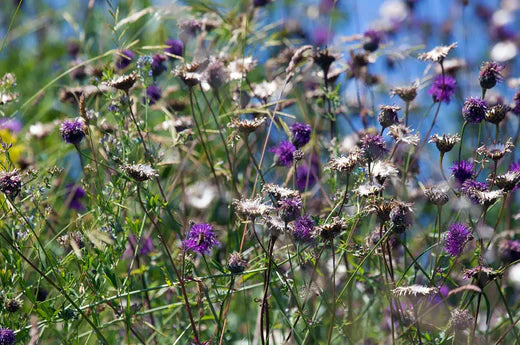 Eine blühende Magerwiese unter blauem Himmel