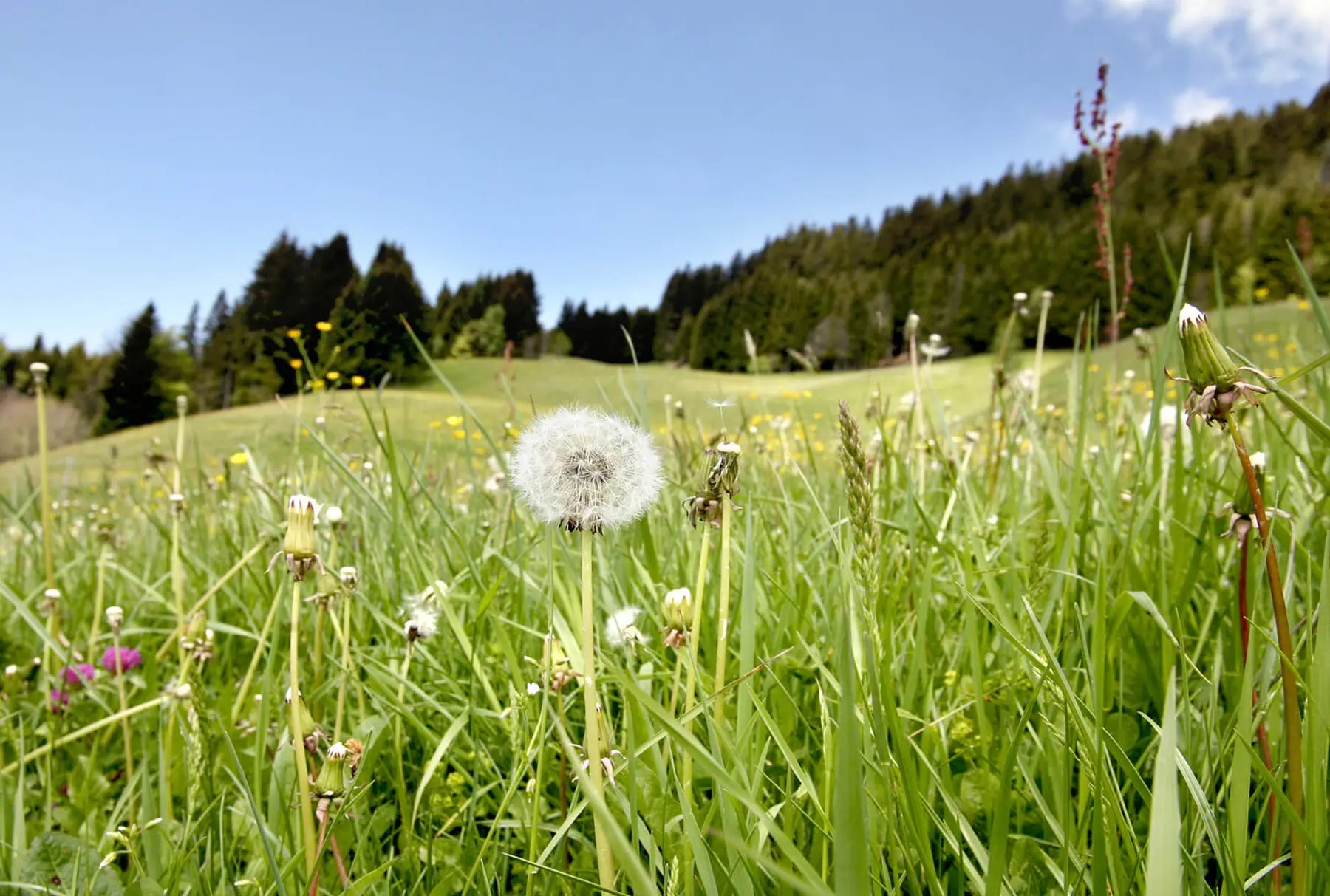 HELFE Heublumenwiese